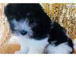 Havanese Puppy for sale in Biloxi, MS, USA