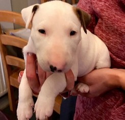 Bull Terrier Puppy for sale in Austin, TX, USA