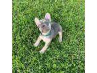 French Bulldog Puppy for sale in Vanceburg, KY, USA