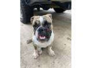 Bulldog Puppy for sale in Kennesaw, GA, USA