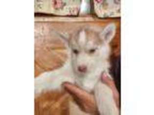 Siberian Husky Puppy for sale in Henniker, NH, USA