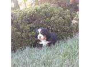 Bernese Mountain Dog Puppy for sale in San Jose, CA, USA