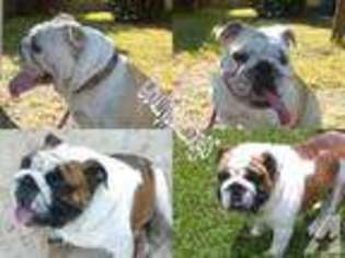 Bulldog Puppy for sale in PFLUGERVILLE, TX, USA