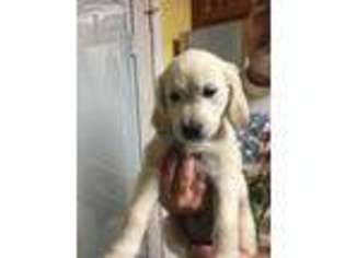 Golden Retriever Puppy for sale in Rocky Point, NC, USA