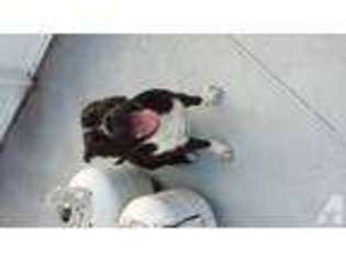 Bull Terrier Puppy for sale in OCOEE, FL, USA