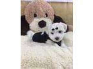 Maltese Puppy for sale in Nickelsville, VA, USA