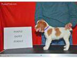Brittany Puppy for sale in South Ogden, UT, USA