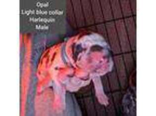 Great Dane Puppy for sale in Cassatt, SC, USA
