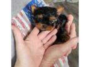 Yorkshire Terrier Puppy for sale in Braymer, MO, USA