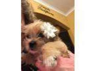 Yorkshire Terrier Puppy for sale in New Albany, IN, USA