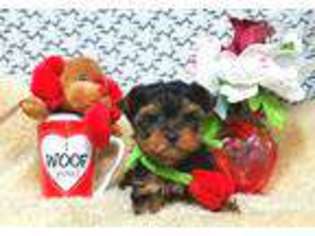 Yorkshire Terrier Puppy for sale in Post Falls, ID, USA