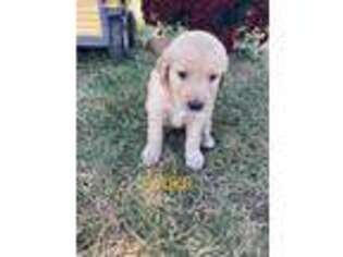 Golden Retriever Puppy for sale in Fredonia, KS, USA