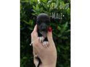 Italian Greyhound Puppy for sale in Welch, OK, USA