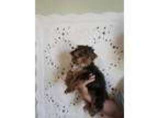 Yorkshire Terrier Puppy for sale in Vernon Hill, VA, USA