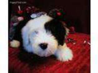 Old English Sheepdog Puppy for sale in Grandview, WA, USA