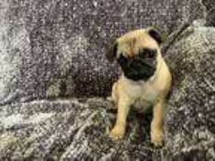 Pug Puppy for sale in Mooresville, NC, USA