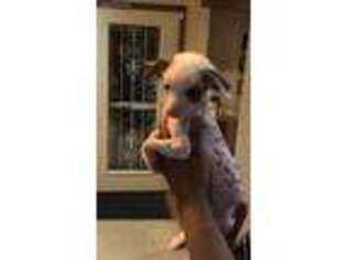Chinese Crested Puppy for sale in Bakersfield, CA, USA