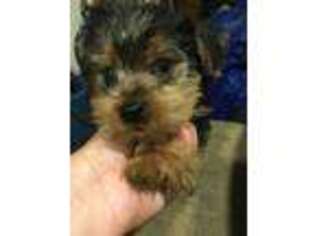 Yorkshire Terrier Puppy for sale in Charlotte Hall, MD, USA