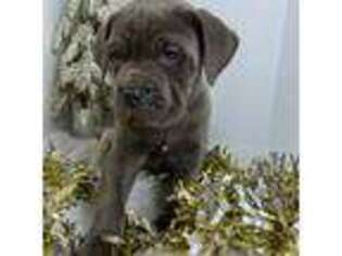 Cane Corso Puppy for sale in Sturgis, MI, USA