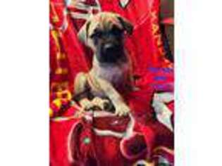 Mastiff Puppy for sale in Seymour, MO, USA