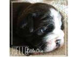 Olde English Bulldogge Puppy for sale in Fredericktown, OH, USA
