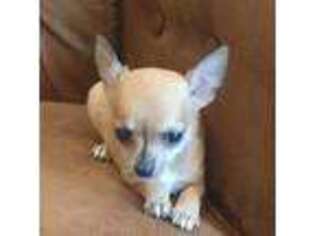 Chihuahua Puppy for sale in Miami, OK, USA