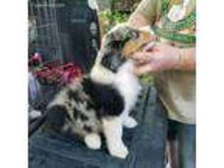 Australian Shepherd Puppy for sale in Dayton, TX, USA