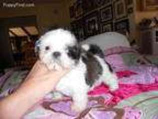 Mutt Puppy for sale in Warner Springs, CA, USA