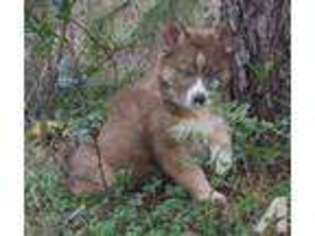 Siberian Husky Puppy for sale in HAMER, SC, USA
