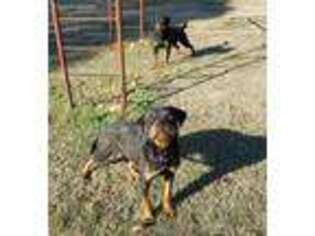 Rottweiler Puppy for sale in Anthony, KS, USA