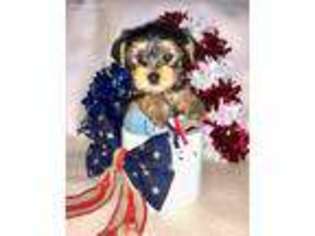 Yorkshire Terrier Puppy for sale in Lawton, OK, USA
