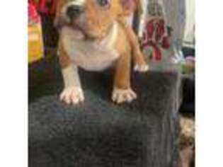 Mutt Puppy for sale in Philadelphia, PA, USA