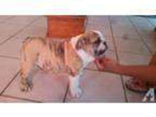 Bulldog Puppy for sale in PARAMOUNT, CA, USA