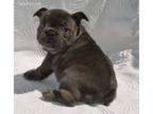 French Bulldog Puppy for sale in Port Saint Joe, FL, USA