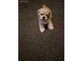Shih-Poo Puppy for sale in Thief River Falls, MN, USA