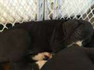 Great Dane Puppy for sale in Tuckerton, NJ, USA