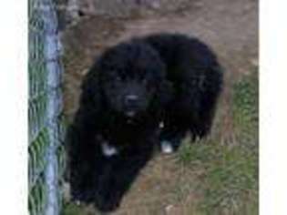 Newfoundland Puppy for sale in Nunica, MI, USA