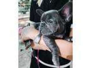 French Bulldog Puppy for sale in COMO, CO, USA