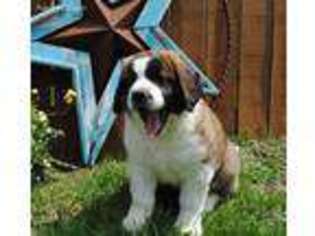Saint Bernard Puppy for sale in Memphis, MO, USA