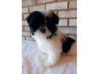 Bichon Frise Puppy for sale in Burtonsville, MD, USA