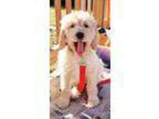 Goldendoodle Puppy for sale in Joplin, MO, USA