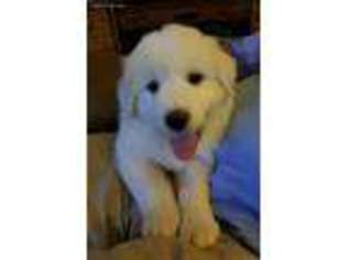 Great Pyrenees Puppy for sale in Albertville, AL, USA