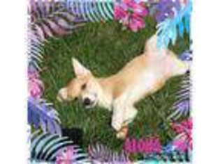 Pembroke Welsh Corgi Puppy for sale in Medford, NY, USA