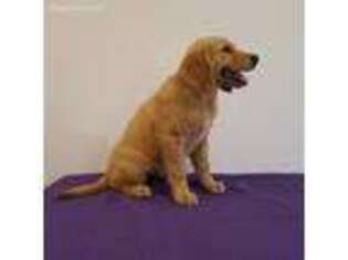 Golden Retriever Puppy for sale in Colcord, OK, USA