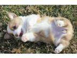 Pembroke Welsh Corgi Puppy for sale in Las Vegas, NV, USA