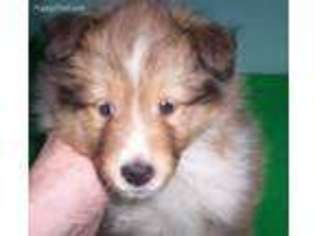 Shetland Sheepdog Puppy for sale in Coopersburg, PA, USA