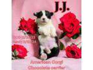 Cardigan Welsh Corgi Puppy for sale in Wapakoneta, OH, USA