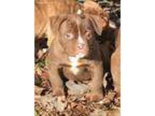 American Bulldog Puppy for sale in Nashville, TN, USA
