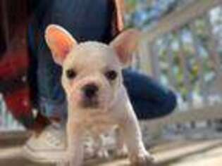 French Bulldog Puppy for sale in Hyattsville, MD, USA
