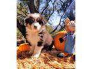 Australian Shepherd Puppy for sale in Pauma Valley, CA, USA